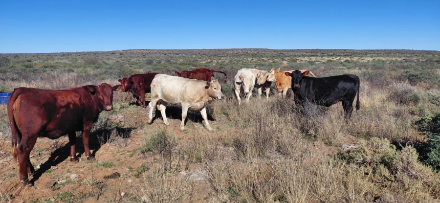 Commercial Property for Sale in Strydenburg Northern Cape
